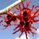 Hamamelis 