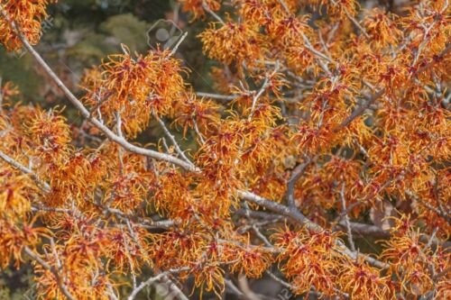 Hamamelis 