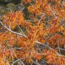 Hamamelis 