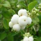 Snowberry (Symphoricarpos albus) plant, 1-2 year old bare root
