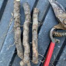 3 roots of Smooth sumac (Rhus glabra) 4-6 inches long