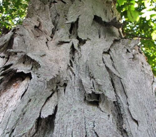 Shellbark Hickory (Carya laciniosa) tree plant , 6-12