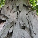 Shellbark Hickory (Carya laciniosa) tree plant , 6-12