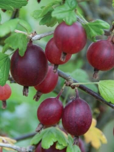 Captivator Red Gooseberry Plant well rooted starter plant 12-18 inches tall
