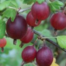 Captivator Red Gooseberry Plant well rooted starter plant 12-18 inches tall