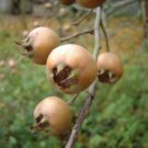 3 scion cuttings of Royal Medlar tree, Mespilus germanica, Dormant