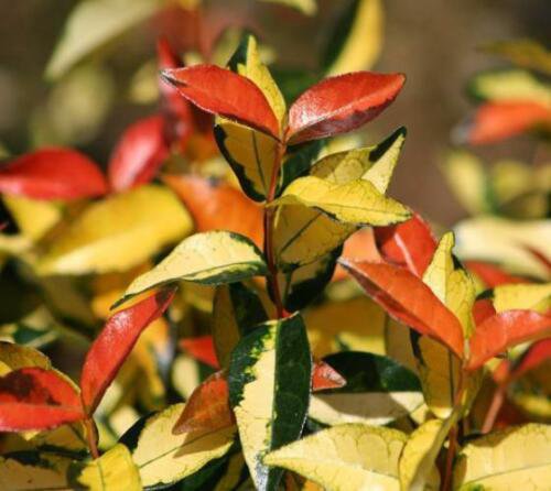 Asiatic Jasmine 