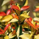 Asiatic Jasmine 