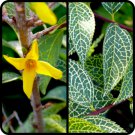 One Forsythia viridissima koreana Kumson , 1 year old. 1-2 feet tall
