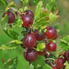 Jeanne Gooseberry Plant well rooted starter plant 12 inches tall