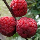 4 cuttings of Che Seedless fruit tree, dormant, no roots, no leaves