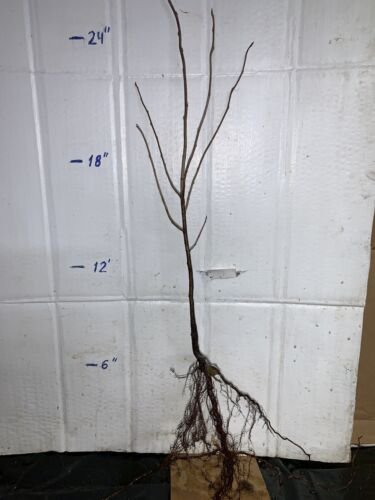 2 year old bare root plant Chokecherry (Prunus virginiana), 2-3 ft. tall