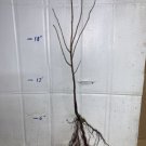 2 year old bare root plant Chokecherry (Prunus virginiana), 2-3 ft. tall