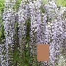 Lost tag grafted Wisteria 6-12 inches tall