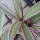 Tradescantia spathacea 'Tricolor' 'Moses In the Cradle' Oyster plant
