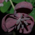 Akebia trifoliata plant (Chocolate Vine), Unusual vine