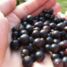 Black currant CONSORT, 1 rooted starter plant 4-6"" tall, 1 year old