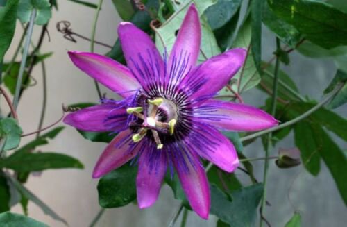 Passiflora ""Amethyst"" Passion flower vine, 10-16 inches long