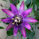 Passiflora ""Amethyst"" Passion flower vine, 10-16 inches long