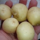 5 ORGANIC White Skin White Flesh Potato tubers, Solanum tuberosum