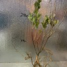 2-3 years old Northern Bayberry plant, Myrica pensylvanica 2-3 ft. Tall