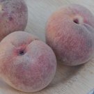 Indian Free Peach seedling Bare root 1 year old plant 15-18 inches tall