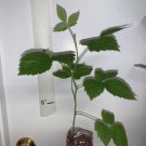 Boysenberry plant, 6-12"" tall, 1 year old well rooted plant.