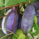 Akebia Quinata (aka Chocolate Vine) Rooted Starter plant