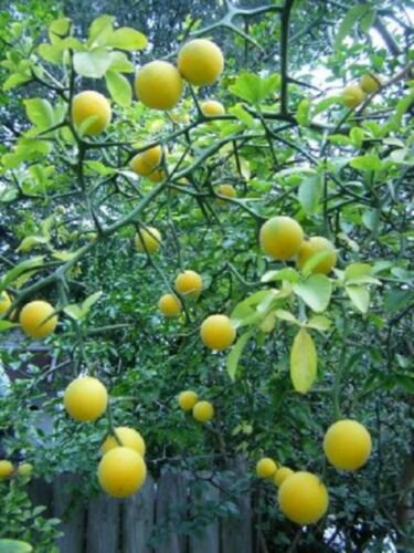 Trifoliate Orange (Poncirus trifoliata) 2-3 year old plant 12-18""