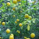 Trifoliate Orange (Poncirus trifoliata) 2-3 year old plant 12-18""