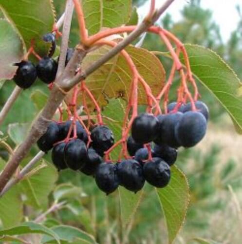 ONE 1-2 year old Nannyberry Plant , Viburnum lentago, sent Bare Root