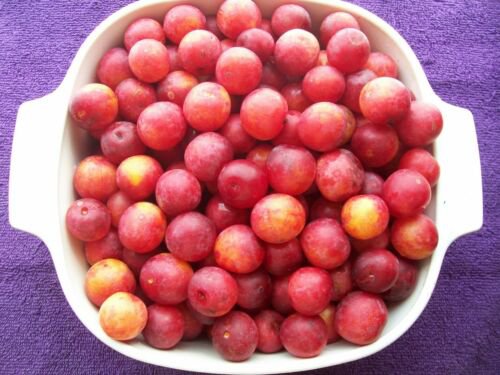 2-3 year old American plum Prunus Americana (wild plum) plant