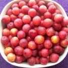2-3 year old American plum Prunus Americana (wild plum) plant