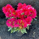 Nova Zembla Red Rhododendron live plant 1 year old 10-12 inches