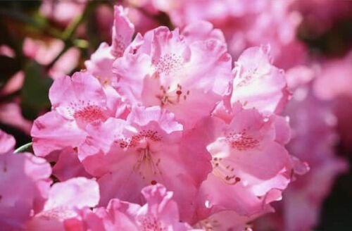 Pink Rhododendron, Dwarf PJM Lavender live plant 1 year old 6-8 inches