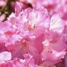 Pink Rhododendron, Dwarf PJM Lavender live plant 1 year old 6-8 inches
