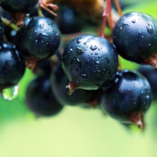 Ben Sarek Black Currant Rooted , 1 rooted plant 2-4"" tall, 1 year old