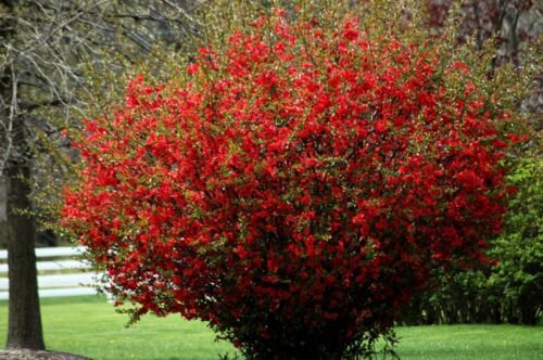 Red Flowering Quince seedling one 1 year old live starter plant