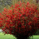 Red Flowering Quince seedling one 1 year old live starter plant