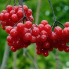 One Highbush Cranberry plant, Viburnum opulus, from 6"" to 12"" height, Kalina