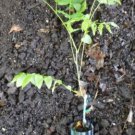 Wisteria floribunda Anwen 8-10 inches tall, grafted plant, New Variety