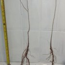 TWO (2) American plums Prunus Americana (wild plum) 1-2 year old plants