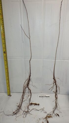 TWO (2) American plums Prunus Americana (wild plum) 1-2 year old plants