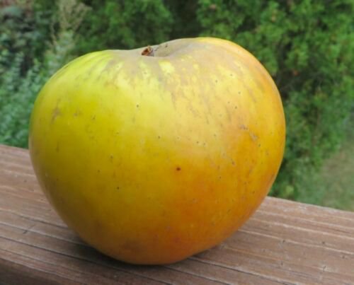 ANTONOVKA apple tree (Malus Antonovka), 1 year old seedling 6-10 inches tall