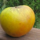 ANTONOVKA apple tree (Malus Antonovka), 1 year old seedling 6-10 inches tall