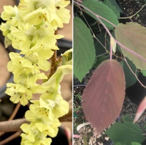 Corylopsis willmottiae 'Spring Purple', Winter Hazel, grafted, BARE ROOT