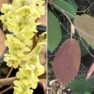 Corylopsis willmottiae 'Spring Purple', Winter Hazel, grafted, BARE ROOT