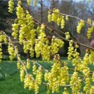 Corylopsis glabrescens 'Longwood Chimes', Winter Hazel, grafted
