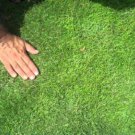 Dormant Zoysia grass handfull of rhizomes/stolones good for 10-15 plugs or more
