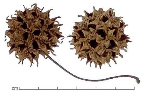 Sweetgum (Liquidambar styraciflua), 2 year old, One plant 12-20 inches tall